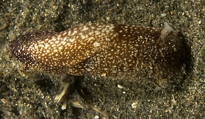aglaja ocelligera